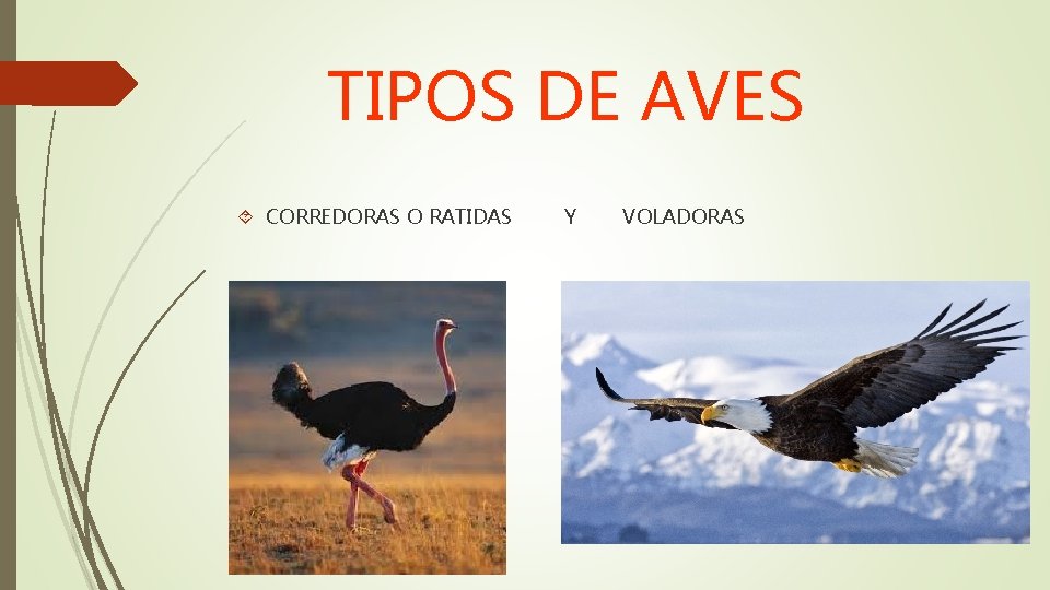 TIPOS DE AVES CORREDORAS O RATIDAS Y VOLADORAS 