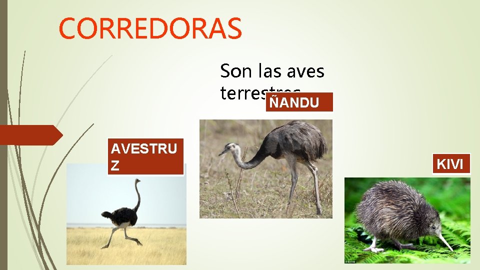 CORREDORAS Son las aves terrestres ÑANDU AVESTRU Z KIVI 