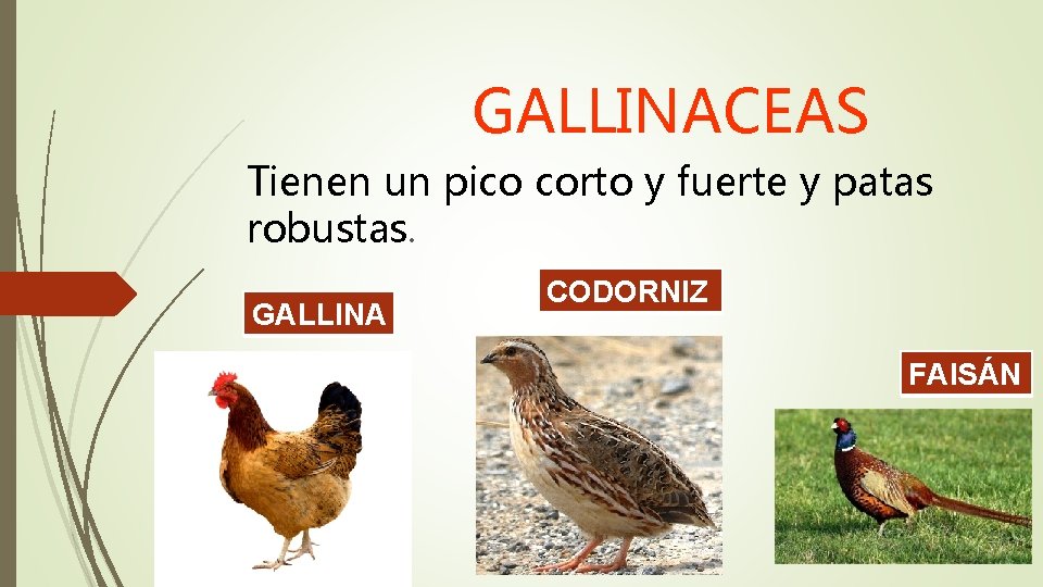 GALLINACEAS Tienen un pico corto y fuerte y patas robustas. GALLINA CODORNIZ FAISÁN 