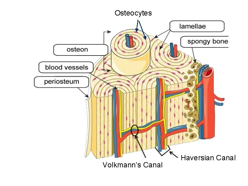 Osteocytes Volkmann’s Canal Haversian Canal 