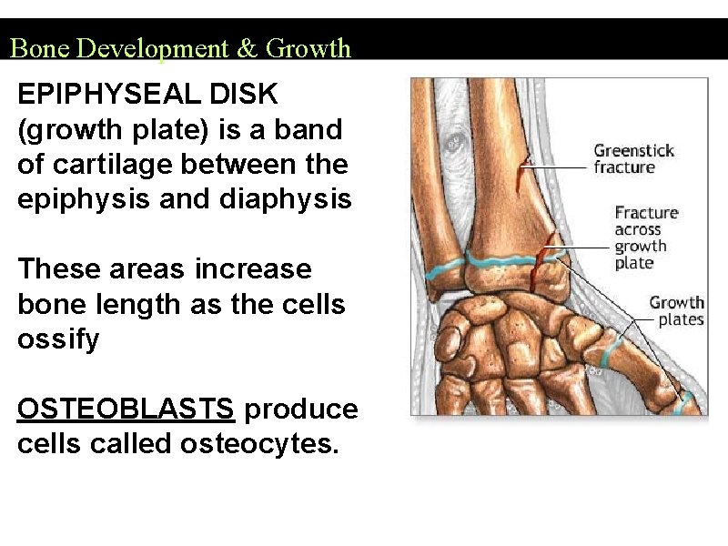 Bone Development & Growth EPIPHYSEAL DISK (growth plate) is a band of cartilage between