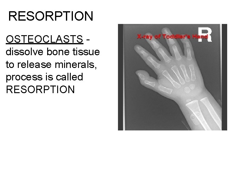 RESORPTION OSTEOCLASTS - dissolve bone tissue to release minerals, process is called RESORPTION 