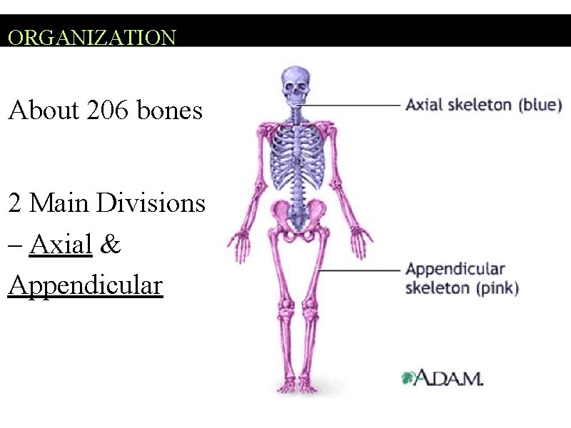ORGANIZATION About 206 bones 2 Main Divisions – Axial & Appendicular 