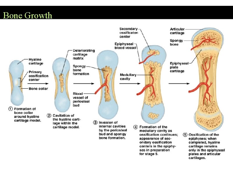 Bone Growth 