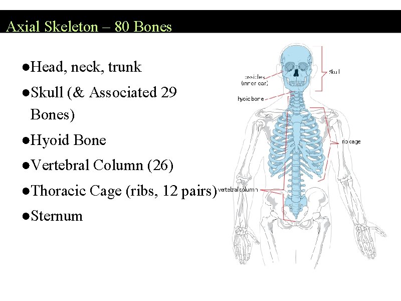 Axial Skeleton – 80 Bones ●Head, neck, trunk ●Skull (& Associated 29 Bones) ●Hyoid