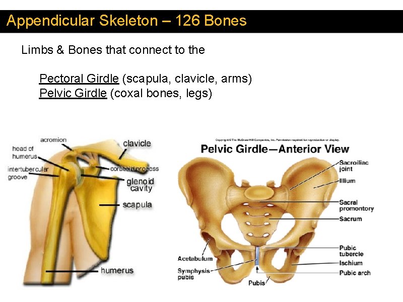 Appendicular Skeleton – 126 Bones Limbs & Bones that connect to the Pectoral Girdle