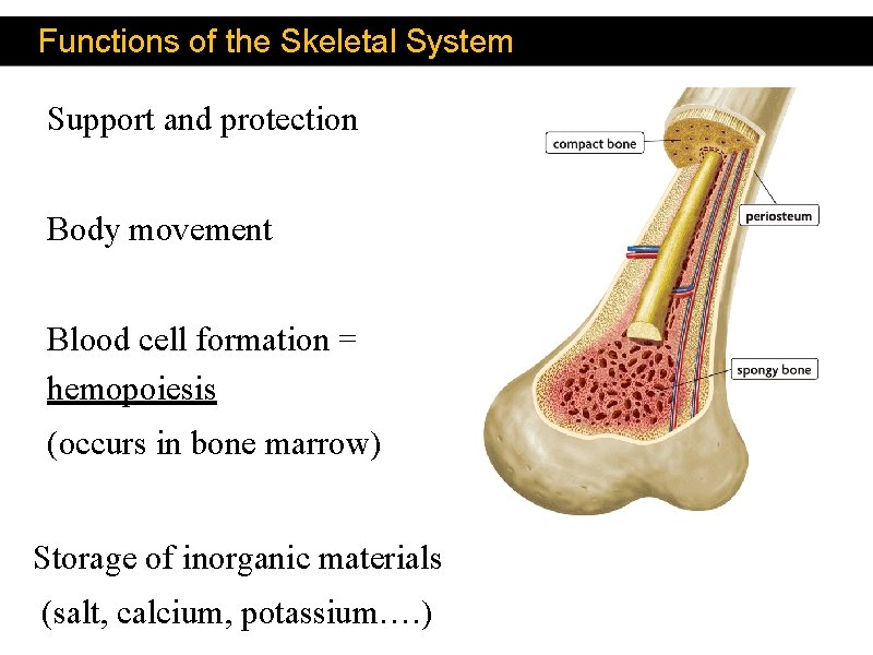 Functions of the Skeletal System Support and protection Body movement Blood cell formation =