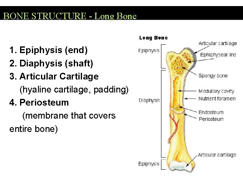 BONE STRUCTURE - Long Bone 1. Epiphysis (end) 2. Diaphysis (shaft) 3. Articular Cartilage