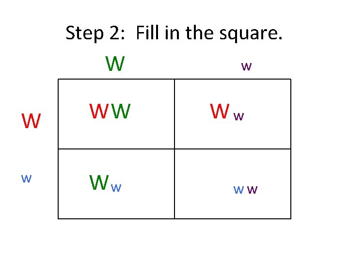 Step 2: Fill in the square. W W w WW Ww ww 