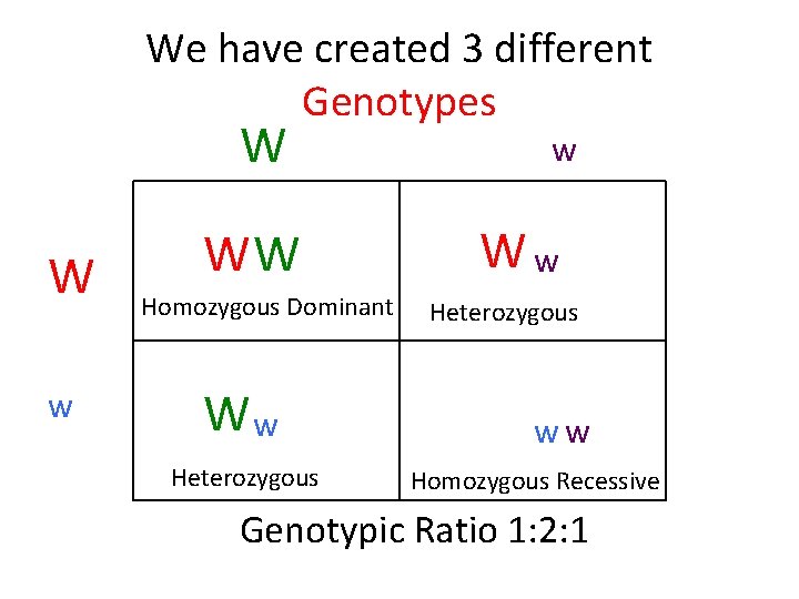 We have created 3 different Genotypes W W w WW Homozygous Dominant Ww Heterozygous