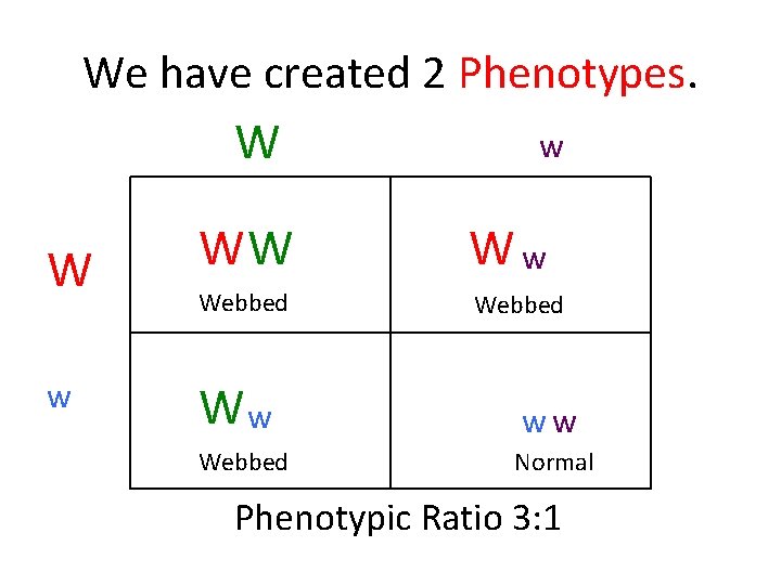 We have created 2 Phenotypes. W W w w WW Ww Webbed Ww ww