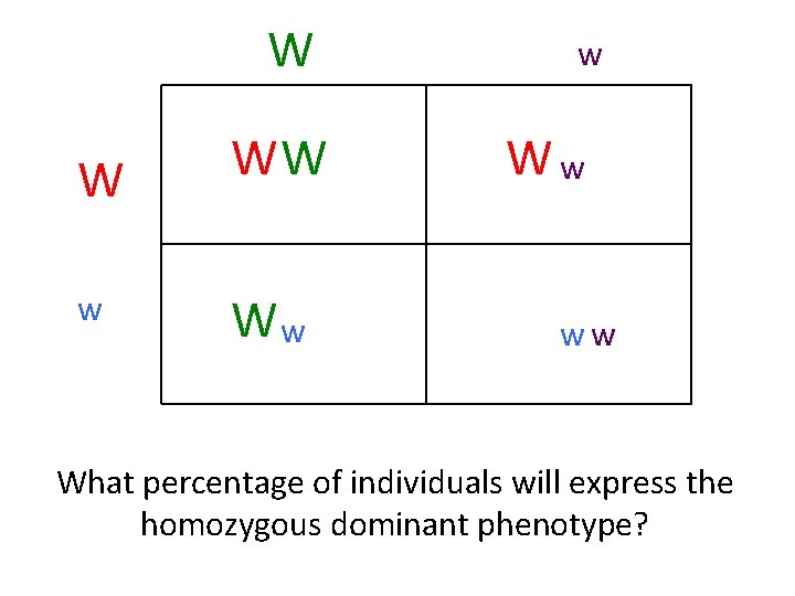 W W w WW Ww ww What percentage of individuals will express the homozygous