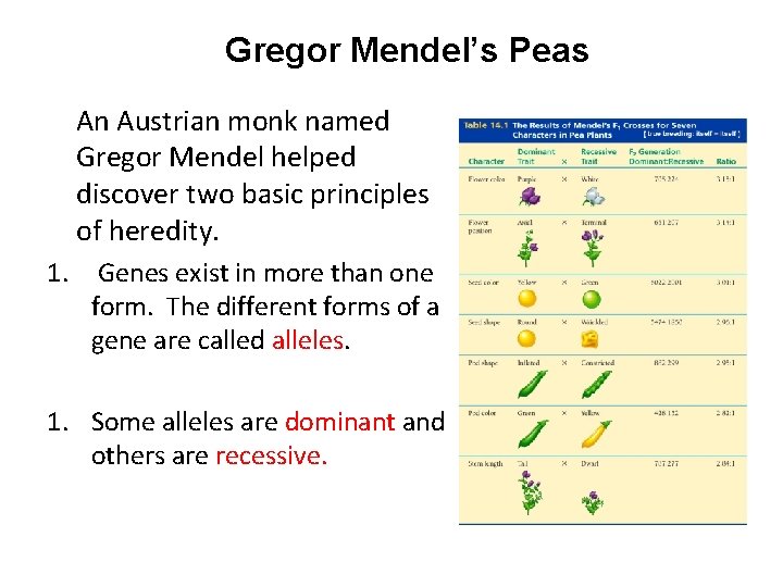 Gregor Mendel’s Peas An Austrian monk named Gregor Mendel helped discover two basic principles