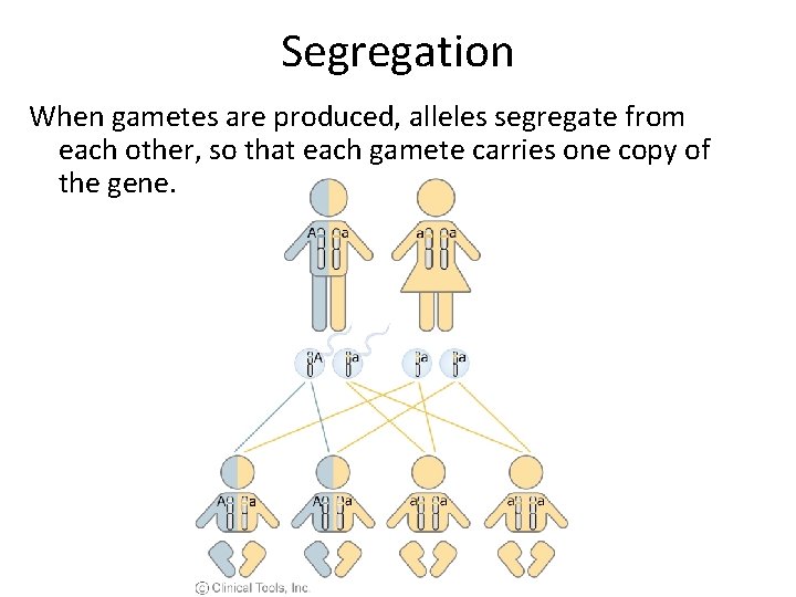 Segregation When gametes are produced, alleles segregate from each other, so that each gamete