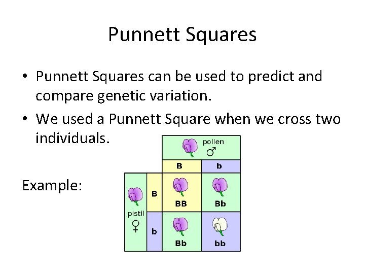 Punnett Squares • Punnett Squares can be used to predict and compare genetic variation.