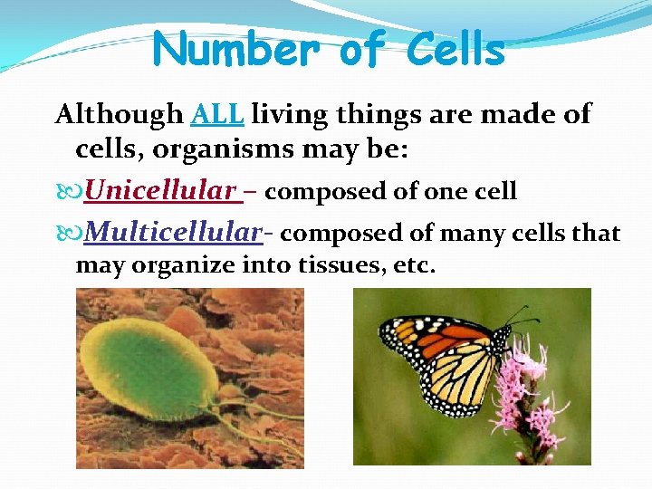 Number of Cells Although ALL living things are made of cells, organisms may be: