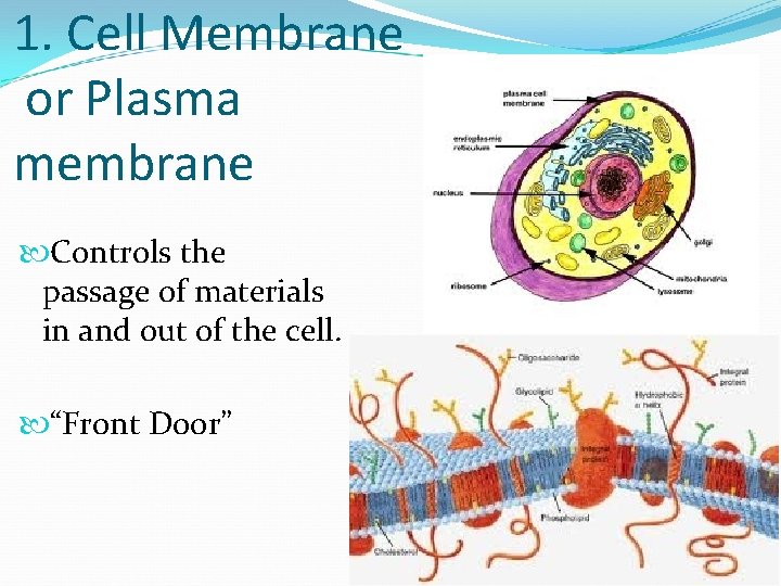 1. Cell Membrane or Plasma membrane Controls the passage of materials in and out