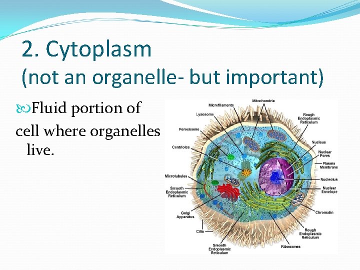 2. Cytoplasm (not an organelle- but important) Fluid portion of cell where organelles live.