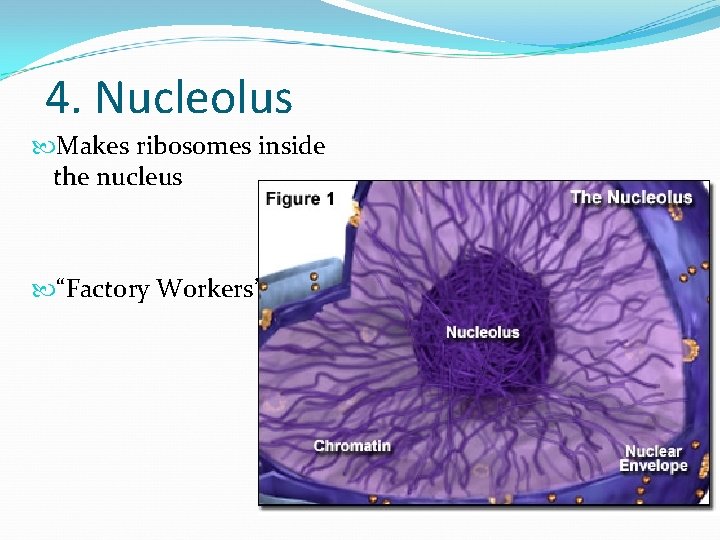 4. Nucleolus Makes ribosomes inside the nucleus “Factory Workers” 