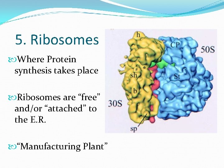 5. Ribosomes Where Protein synthesis takes place Ribosomes are “free” and/or “attached” to the