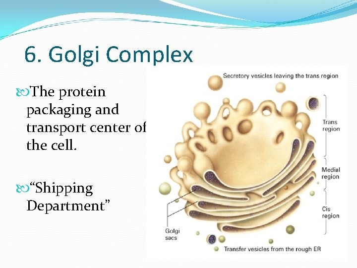 6. Golgi Complex The protein packaging and transport center of the cell. “Shipping Department”