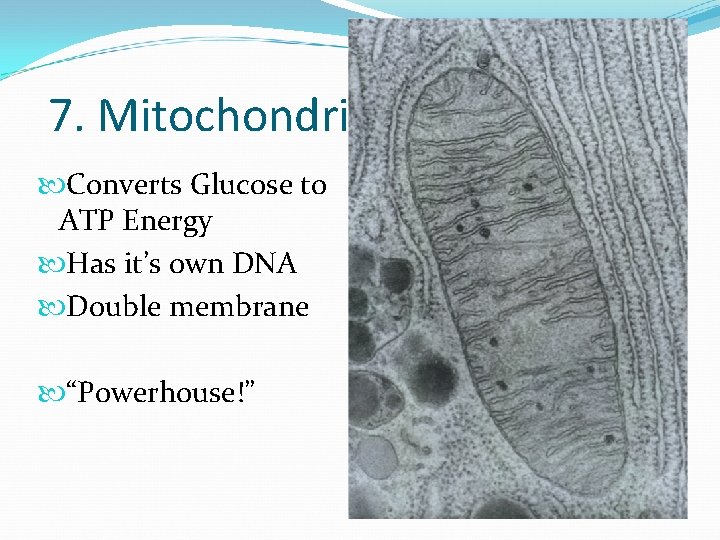 7. Mitochondria Converts Glucose to ATP Energy Has it’s own DNA Double membrane “Powerhouse!”