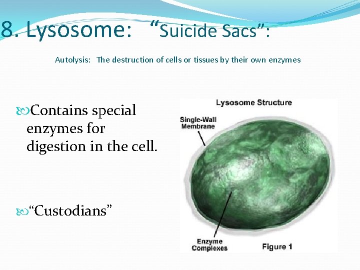 8. Lysosome: “Suicide Sacs”: Autolysis: The destruction of cells or tissues by their own