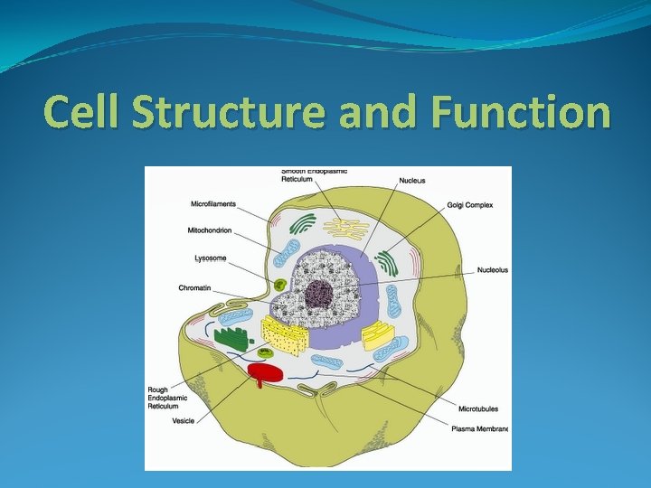 Cell Structure and Function 