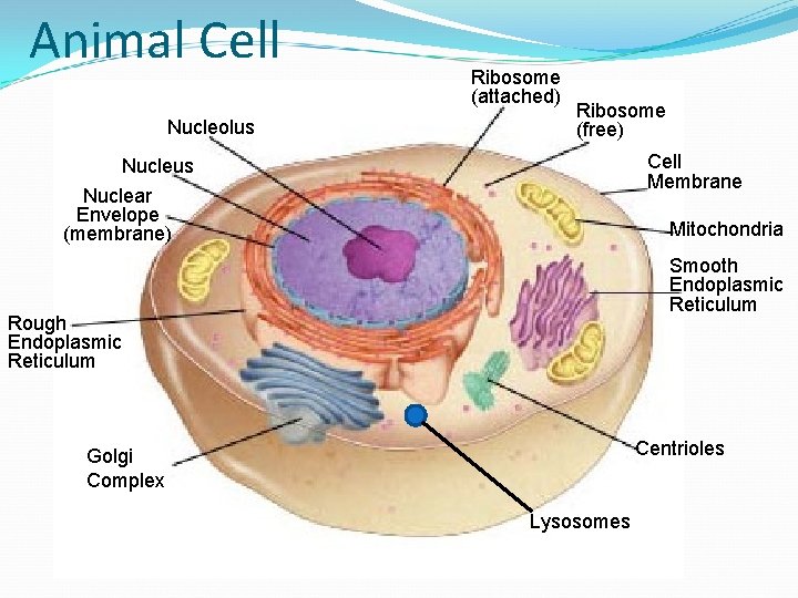 Animal Cell Nucleolus Ribosome (attached) Ribosome (free) Cell Membrane Nucleus Nuclear Envelope (membrane) Mitochondria