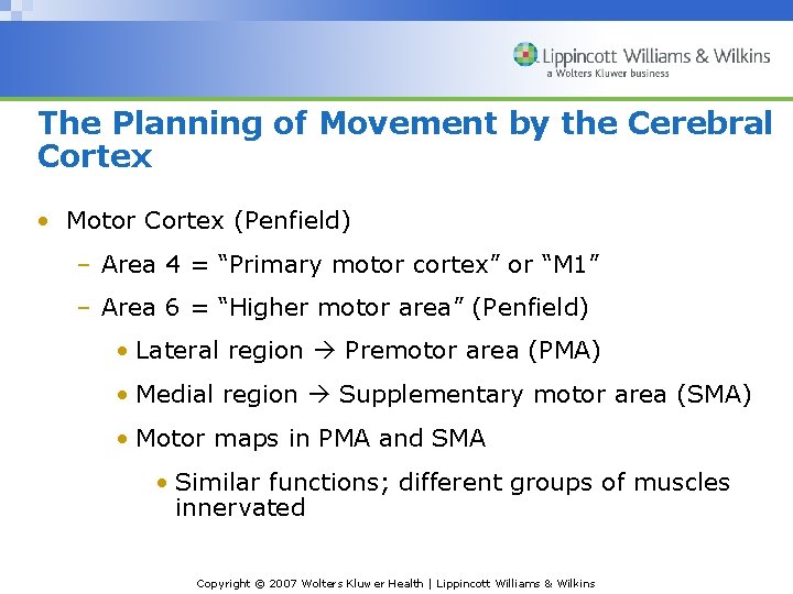 The Planning of Movement by the Cerebral Cortex • Motor Cortex (Penfield) – Area