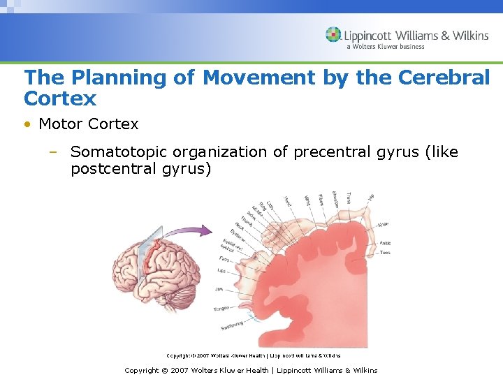 The Planning of Movement by the Cerebral Cortex • Motor Cortex – Somatotopic organization