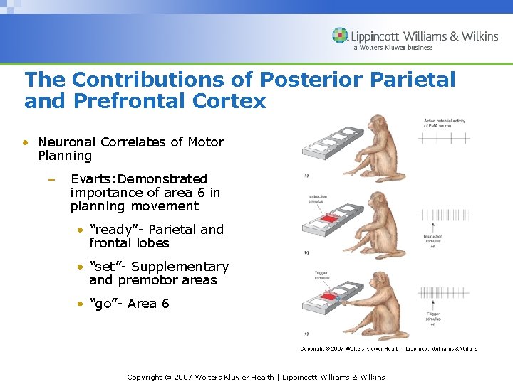 The Contributions of Posterior Parietal and Prefrontal Cortex • Neuronal Correlates of Motor Planning