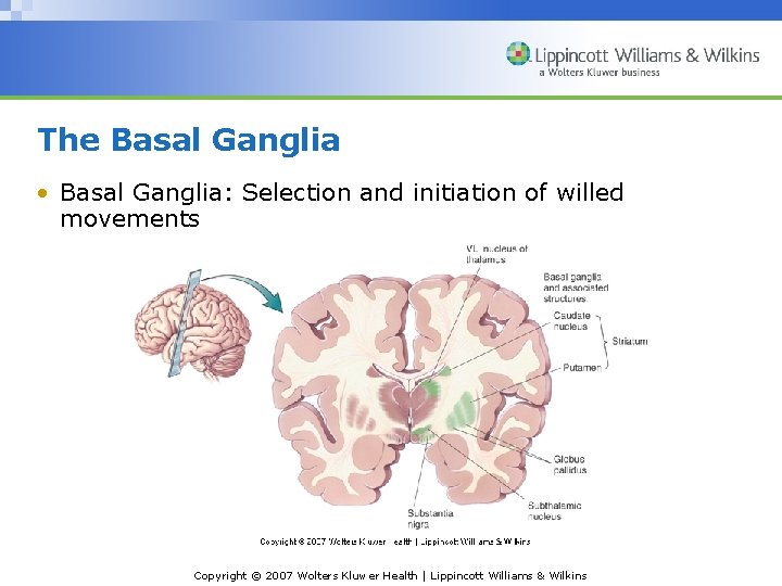The Basal Ganglia • Basal Ganglia: Selection and initiation of willed movements Copyright ©