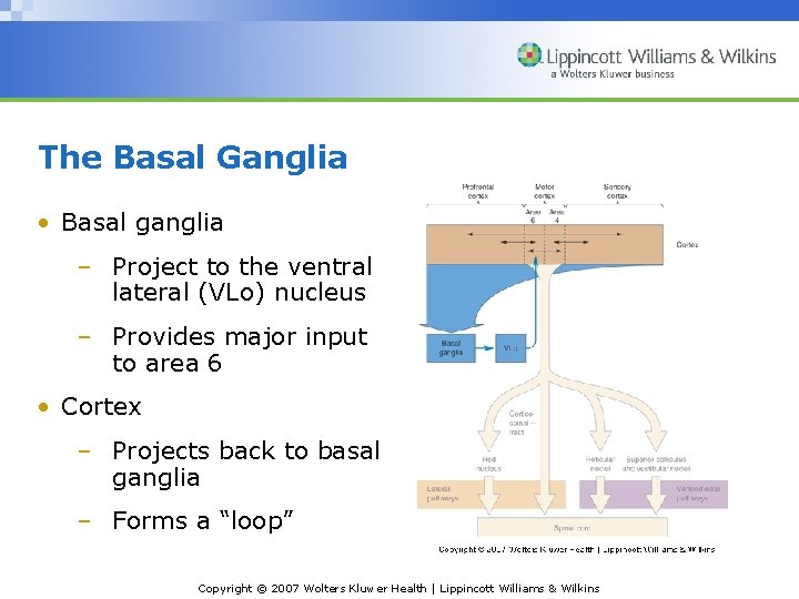 The Basal Ganglia • Basal ganglia – Project to the ventral lateral (VLo) nucleus