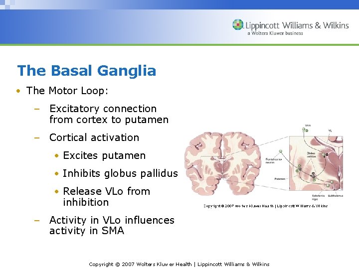 The Basal Ganglia • The Motor Loop: – Excitatory connection from cortex to putamen