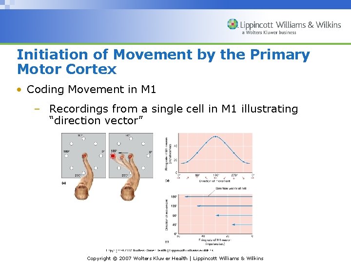 Initiation of Movement by the Primary Motor Cortex • Coding Movement in M 1