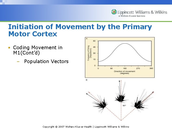 Initiation of Movement by the Primary Motor Cortex • Coding Movement in M 1(Cont’d)