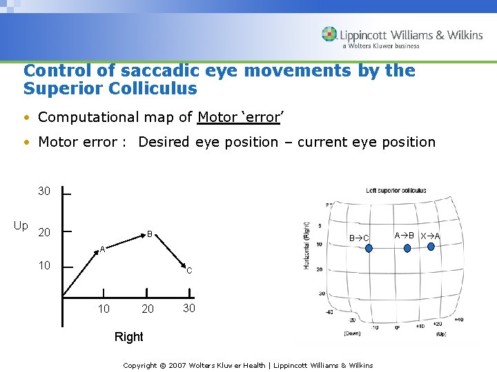 Control of saccadic eye movements by the Superior Colliculus • Computational map of Motor
