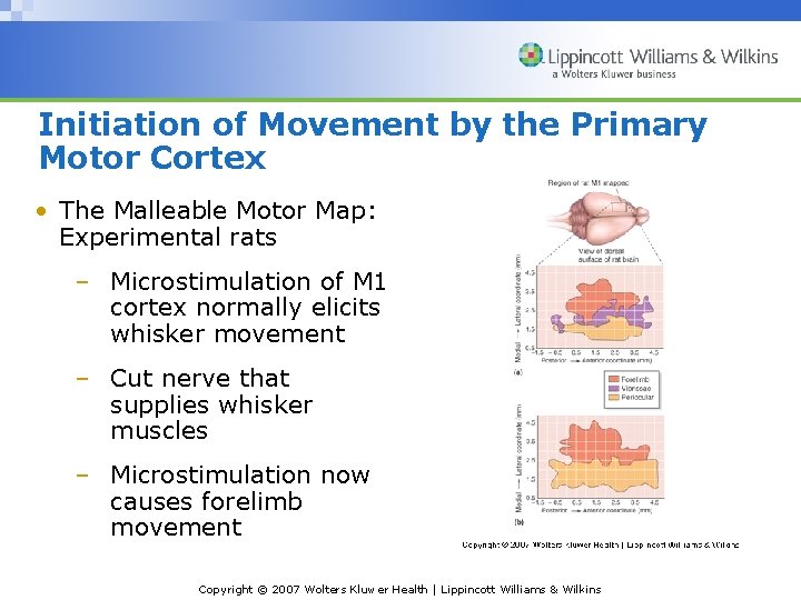 Initiation of Movement by the Primary Motor Cortex • The Malleable Motor Map: Experimental
