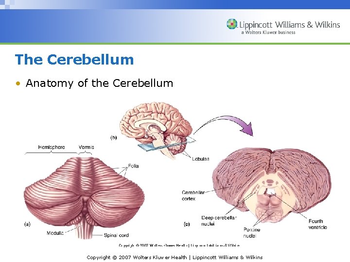 The Cerebellum • Anatomy of the Cerebellum Copyright © 2007 Wolters Kluwer Health |