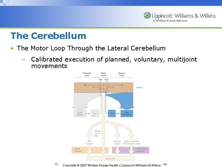The Cerebellum • The Motor Loop Through the Lateral Cerebellum – Calibrated execution of