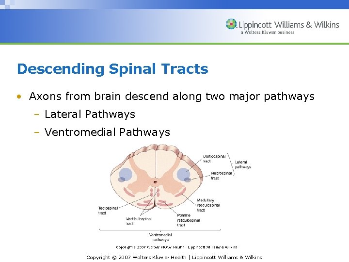Descending Spinal Tracts • Axons from brain descend along two major pathways – Lateral