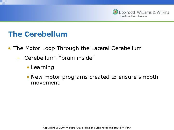 The Cerebellum • The Motor Loop Through the Lateral Cerebellum – Cerebellum- “brain inside”