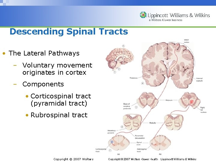 Descending Spinal Tracts • The Lateral Pathways – Voluntary movement originates in cortex –