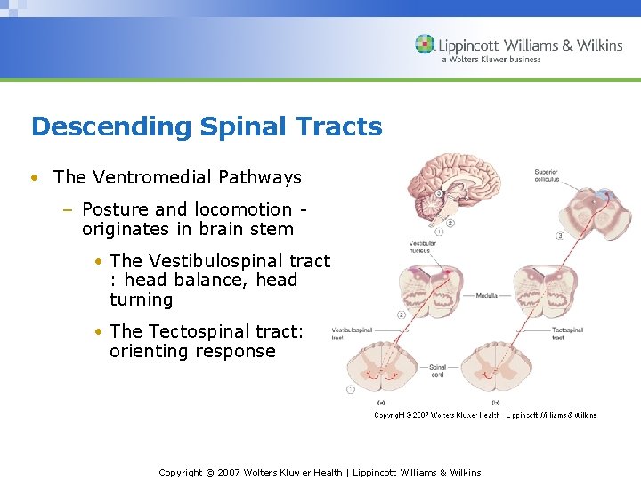 Descending Spinal Tracts • The Ventromedial Pathways – Posture and locomotion originates in brain