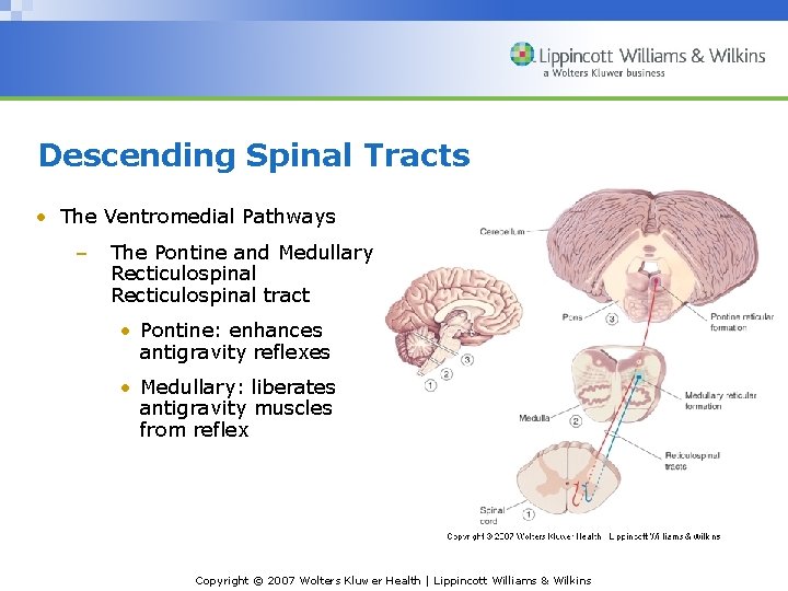 Descending Spinal Tracts • The Ventromedial Pathways – The Pontine and Medullary Recticulospinal tract