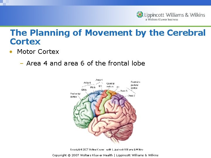 The Planning of Movement by the Cerebral Cortex • Motor Cortex – Area 4