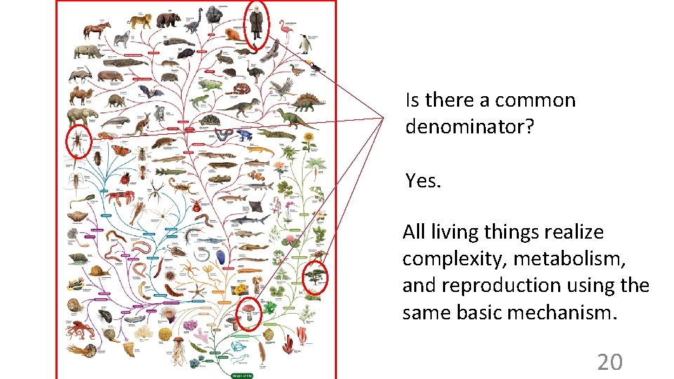 Is there a common denominator? Yes. All living things realize complexity, metabolism, and reproduction