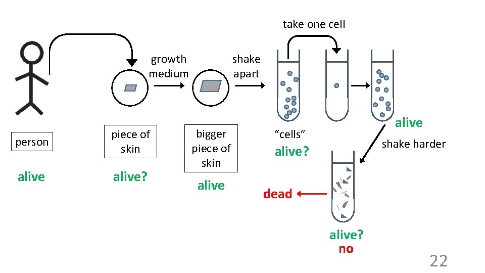 take one cell growth medium person piece of skin alive? shake apart bigger piece