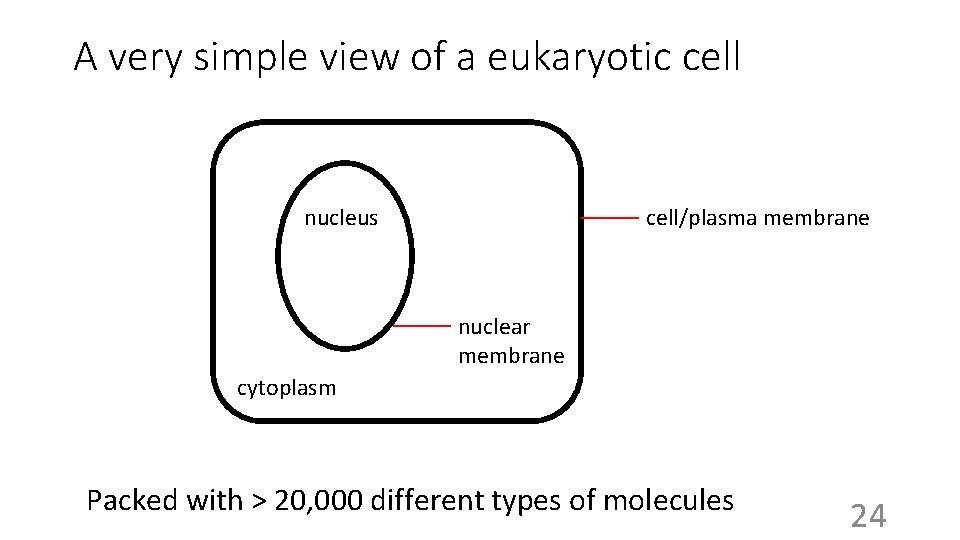 A very simple view of a eukaryotic cell nucleus cell/plasma membrane nuclear membrane cytoplasm